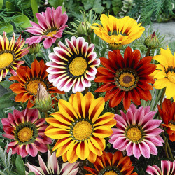 Gazania