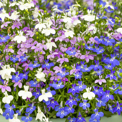 Lobelia