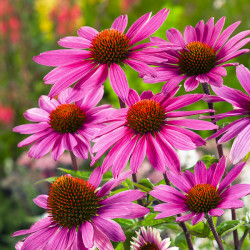 Rudbekia