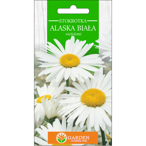 Stokrotka Alaska Biała (Chrysanthemum maximum) 1 g 